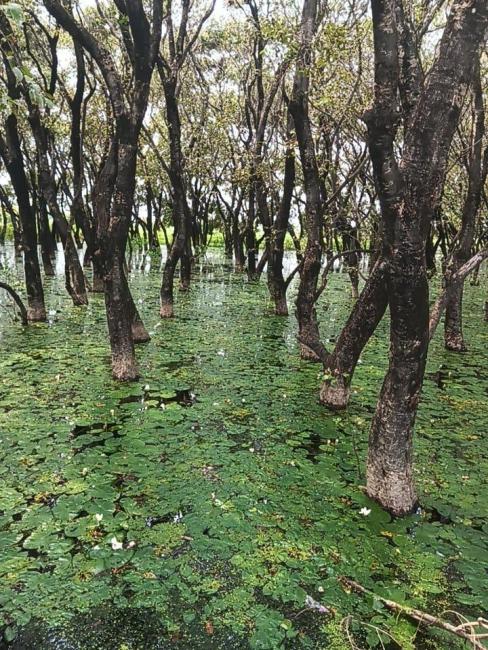 Macrophytes in Sheikha Jheel Bird Sanctuary 