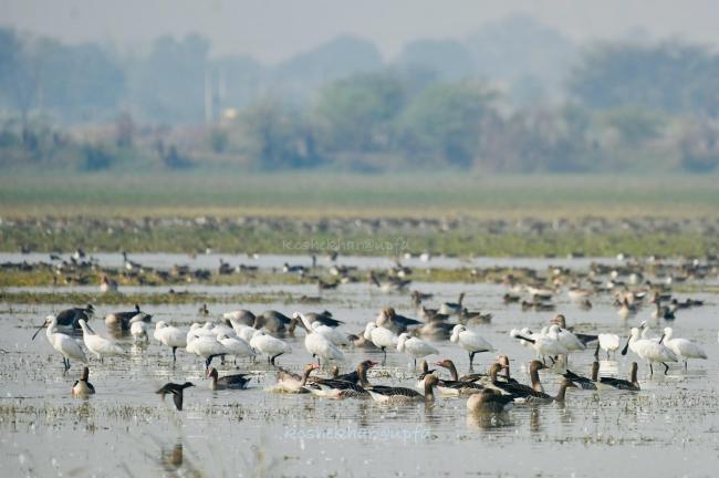Winter Migratory Bird