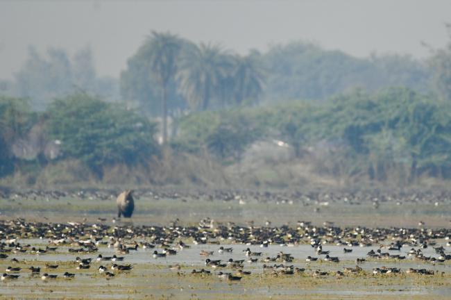 Winter Migratory Bird