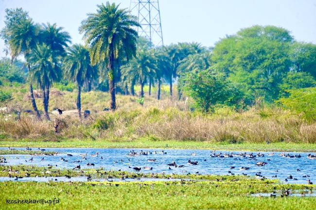 Winter Migratory Bird