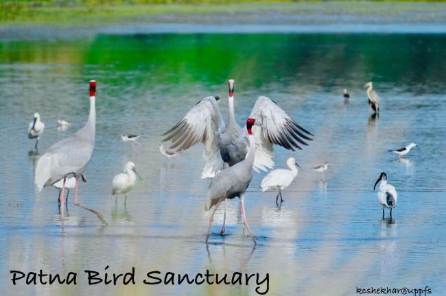 Visiting Population of  Sarus Crane in Summer 