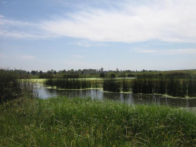complexe de zones humides de guerbes sanhadja