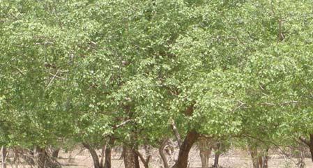 Peuplement pur d’Anogeissus leiocarpus