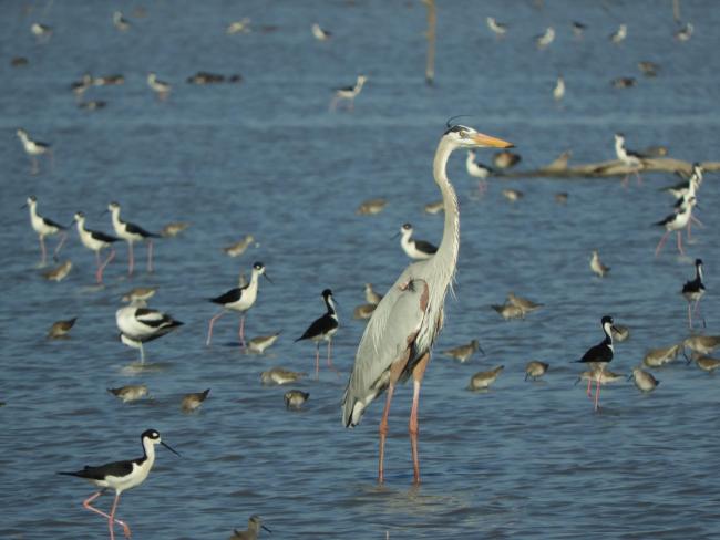 Garza gris y monjitas