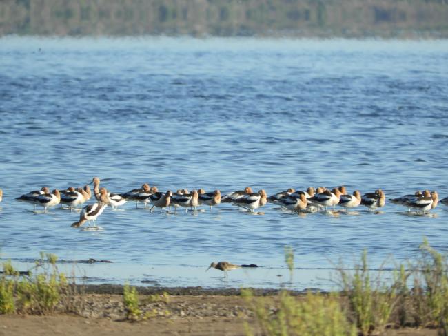 Avocetas