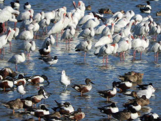 Patos