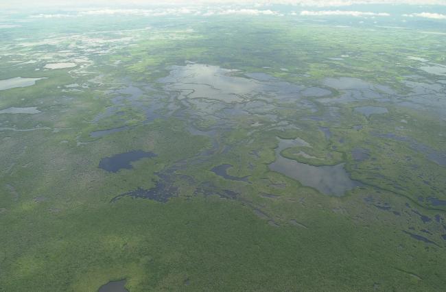 Manglares (foto aérea)