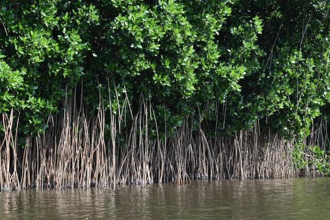 Raíces de manglar