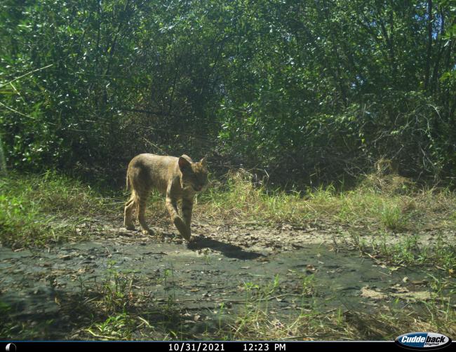 Lince
