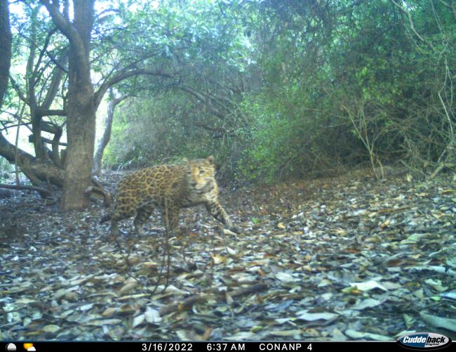 Jaguar