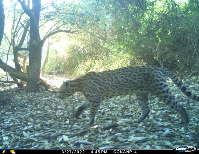 Ocelote
