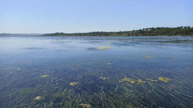 Seagrass meadows