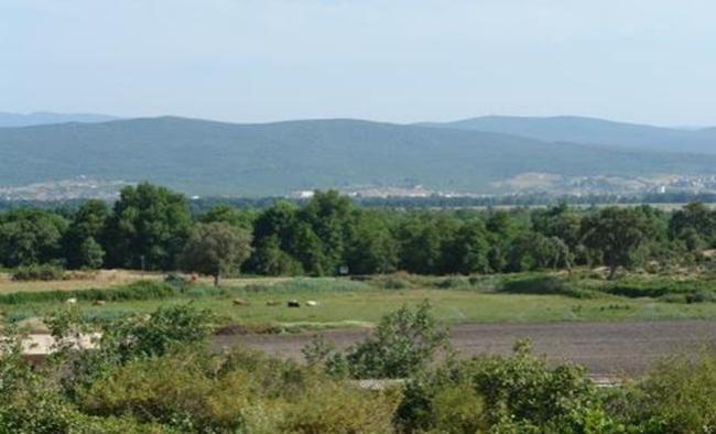 Aulnaie de ain Khiar 