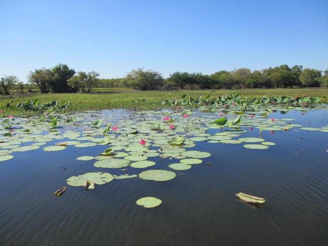 Yellow Water, Kakadu National Park