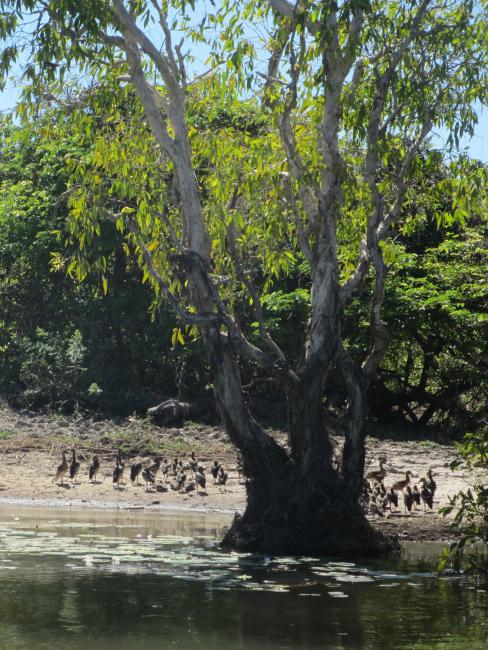 Plumed whistling ducks at Yellow Water, Kakadu National Park