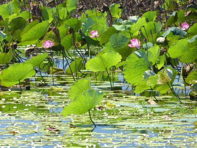 Water lilies at Yellow Water Billabong, Kakadu National Park