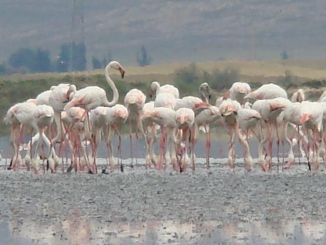 Flamant Rose au niveau du chott