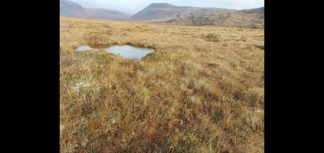 Small pool on Lough Barra Bog 