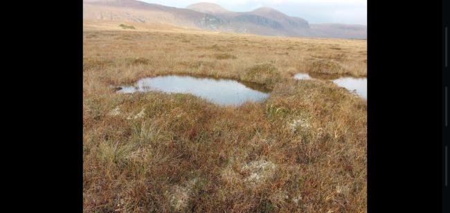 Pool system on Lough Barra Bog. 