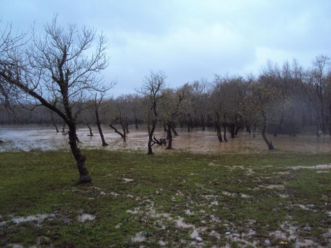 Bourdim 
