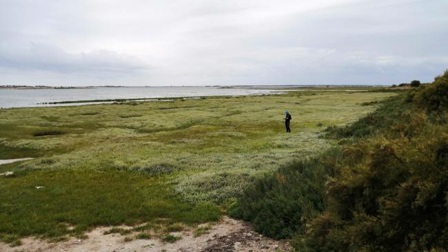 Près salés - Pointe de la Lasse