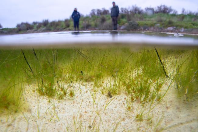 Tolypella salina et Athenia