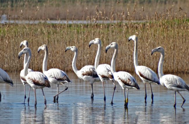 Close up of Flamingos wintering at Ulcinj Solana