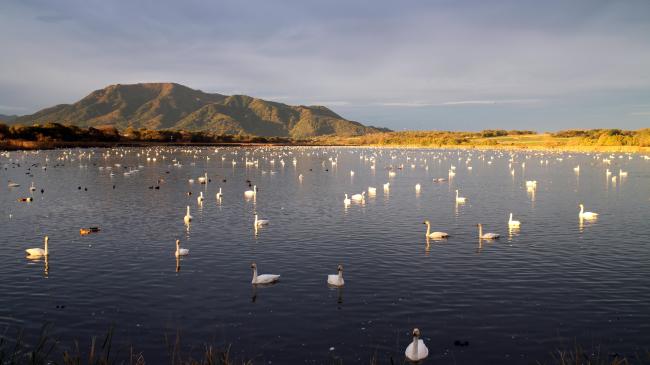 Swans and ducks in Sakata