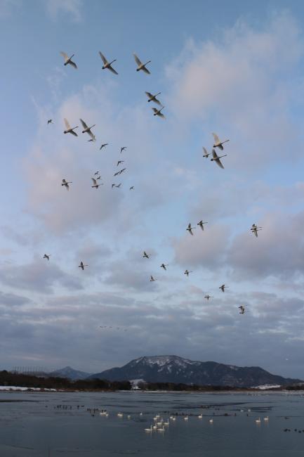 Swans flying over Sakata