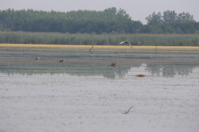 Whiskered Tern's (Chlidonias hybrida)  nests on the submerged aquatic plant in west lagoon of Anzali Wetland