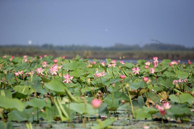 Blooming Lotus community  in west lagoon of the wetland.