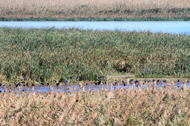 Many Purple Swamphens (Porphyrio porphyrio) in Selke Wildlife Refuge. Hundreds of PS can be sometimes seen in front of reedbed in Anzali Wetland.