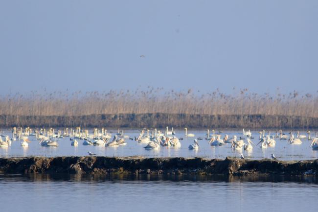 Many wintering waterbirds in Selke Wildlife Refuge