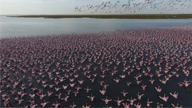 grand lac (envol de flamants nains)