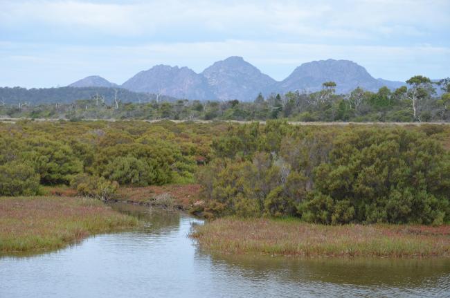 Moulting Lagoon Ramsar site saltmarsh