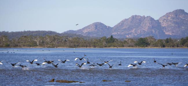 Moulting Lagoon Ramsar site black swans
