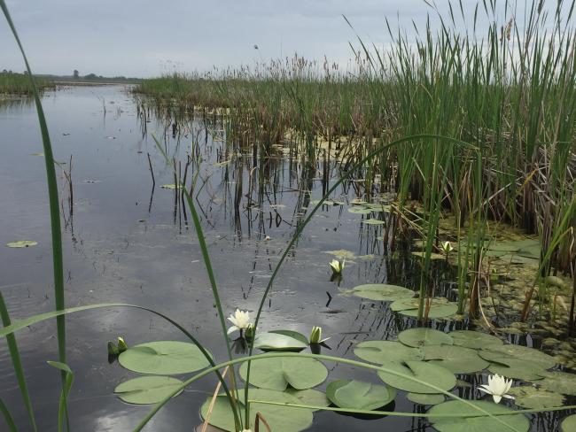 an amazing view of Nymphaea nouchali community in Amirkelayeh
