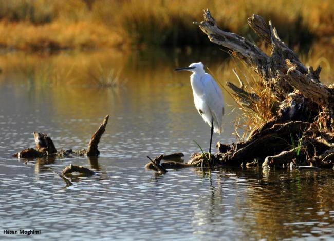 Egretta garzetta in Gandoman wetland.