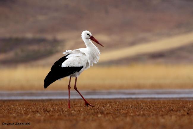 Ciconia ciconia in Gandoman wetland.