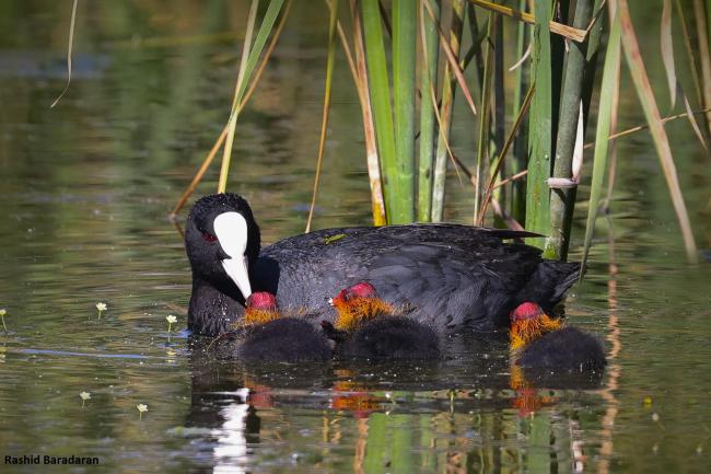 Fulica atra in Gandoman wetland.