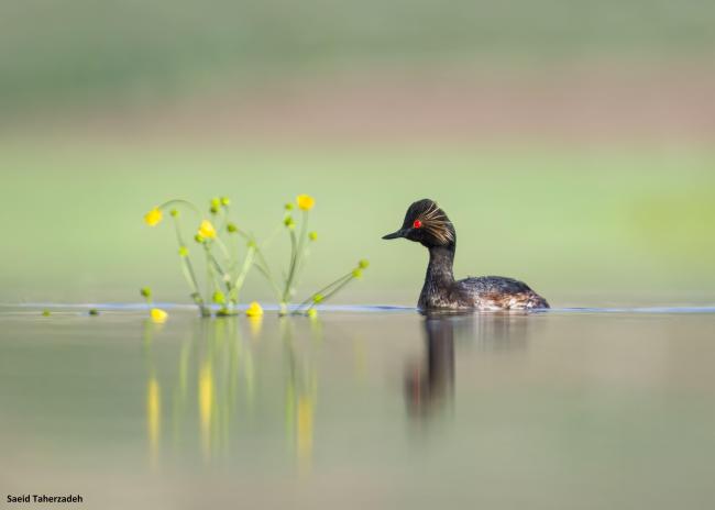 Podiceps nigricollis in Gandoman wetland.