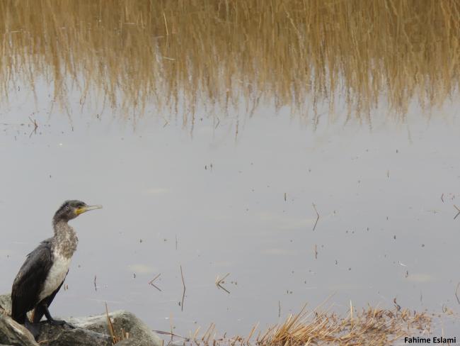 Phalacrocorax carbo in Gandoman wetland