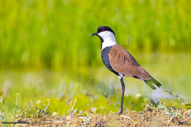 Vanellus spinosus in Gandoman wetland