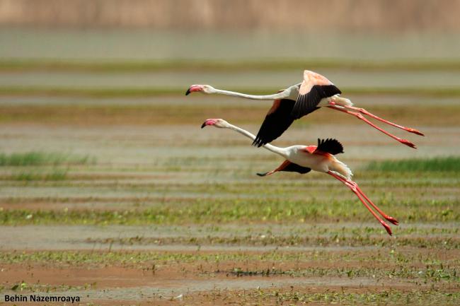 Phoenicopterus roseus in Gandoman wetland