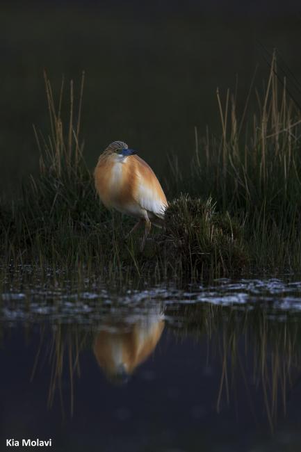 Ardeola ralloides in Gandoman wetland