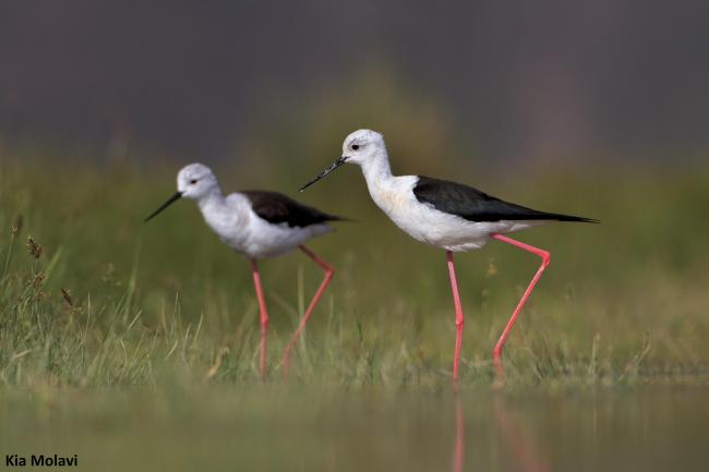 Himantopus himantopus in Gandoman wetland.