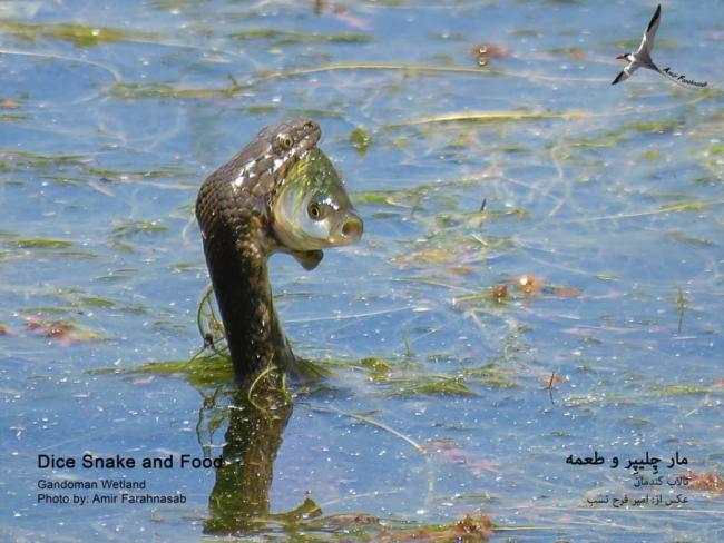 Natrix tessellata hunting fish in Gandoman wetland