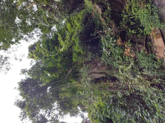 Vegetation around Arinta Waterfall