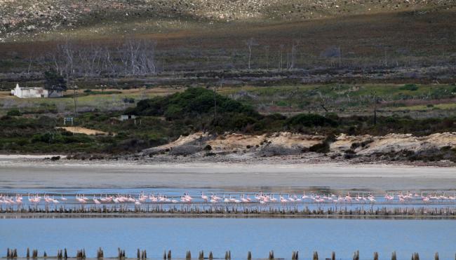 Soutpan historical salt works with Lesser Flamingo