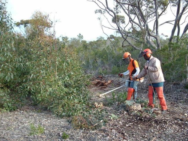 Clearing of alien invasive plants for rehabilitation